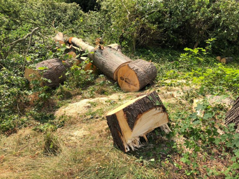 Mein Freund der Baum ist tot. Linde in Henstedt abgeholzt.