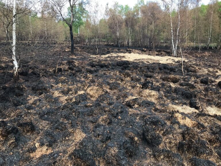 Klimawandel ist in Henstedt-Ulzburg angekommen –  Moorbrand auf dem Rhen/ Borkenkäfer in unseren Wäldern